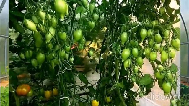 Сорт "Золотой лимон" в конце сезона с урожайностью на зависть смотреть онлайн