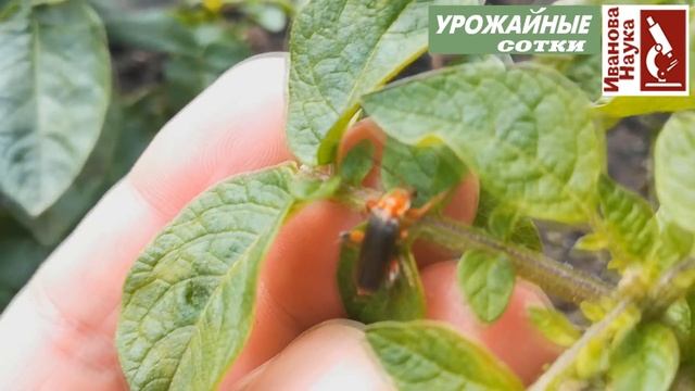 Друг или враг? Жук-пожарник, которого знают ВСЕ - поедатель тлей! смотреть онлайн