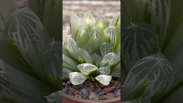 Haworthia Cooperi Variegata | transparent plant | translucent leaves | #shorts смотреть онлайн