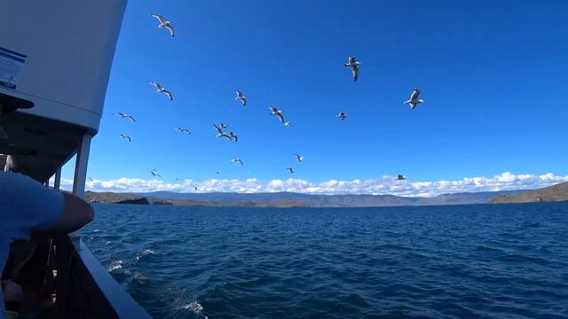 Так умеют делать чайки смотреть онлайн