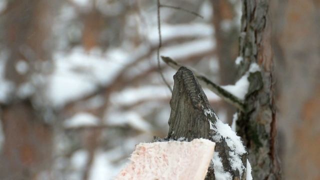 Синица. Как отличить самца от самки? смотреть онлайн