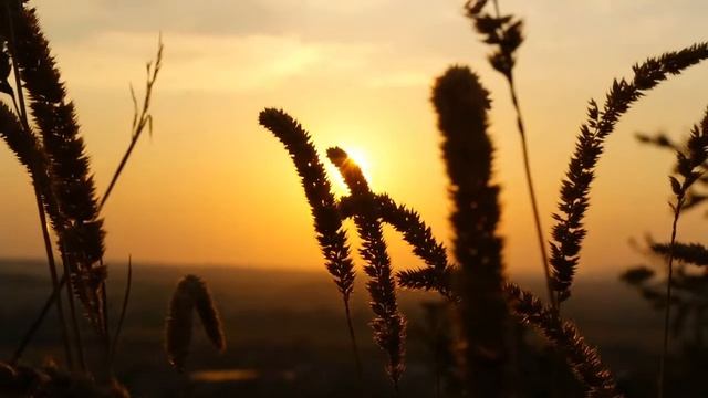 Звуки ночных цикад.  Звуки для релаксации, сна, работы