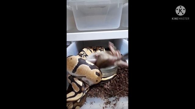 jasonbrandrethroyals - royal/ball python feeding compilation (frozen-thawed rodents) - June 2021. смотреть онлайн