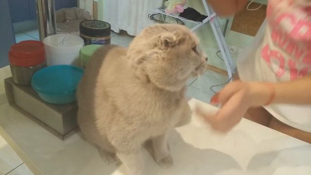 наш кот ...лучшее лекарство от стресса смотреть онлайн