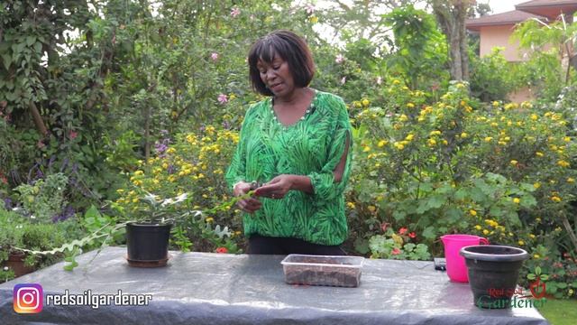 Beginners guide to The Fishbone Cactus propagation | Disocactus Anguliger смотреть онлайн