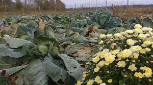 3 способа сохранить зимой хризантему