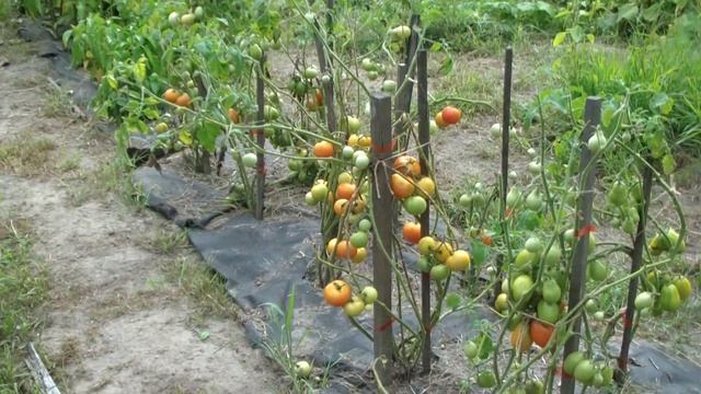 Гриль на даче. Жарим курицу. - голень. смотреть онлайн