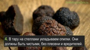 Выращивание трюфелей в теплице как бизнес