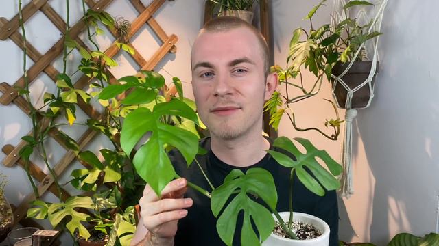 How To Care For Rhaphidophora Tetrasperma (Mini Monstera) | Plant Of The Week Ep. 3