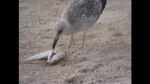 ЧАЙКИ - Почему у чаек не замерзают лапки?