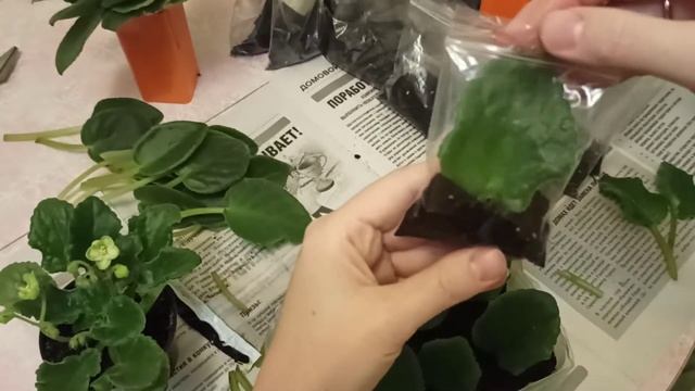 Как посадить фиалку. Самый лучший способ. смотреть онлайн
