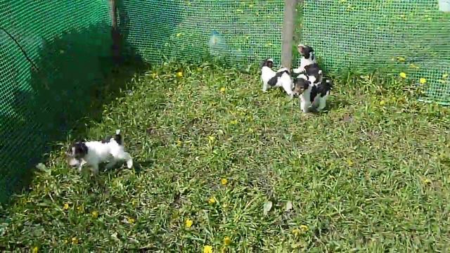 Щенки п-ка Бейт Мартавик рожд. 11.04.2011 смотреть онлайн