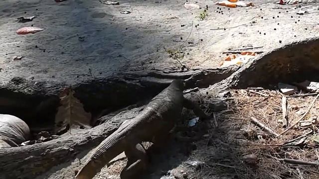 ВАРАН-ХОЗЯИН острова Bamboo . Таиланд, Пхукет, острова Пхи-Пхи. смотреть онлайн