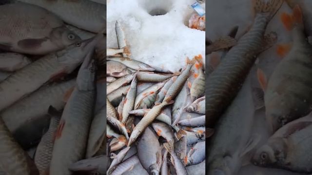 Вот это рыбалка смотреть онлайн