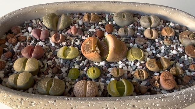 Литопсы/ Lithops. Литопс гниёт. Полезная информация в копилку. 19.03.2023