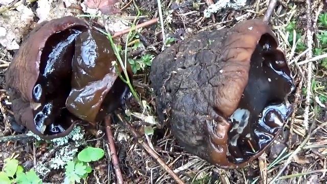 Редкие грибы. Молодильные Грибы - Саркосомы. СтрочкИ оранжевые. смотреть онлайн
