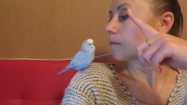 Как научить попугая говорить?видео урок для попугая? #Птицы смотреть онлайн