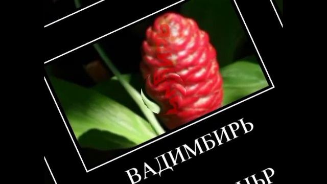 Имена + Шиза =