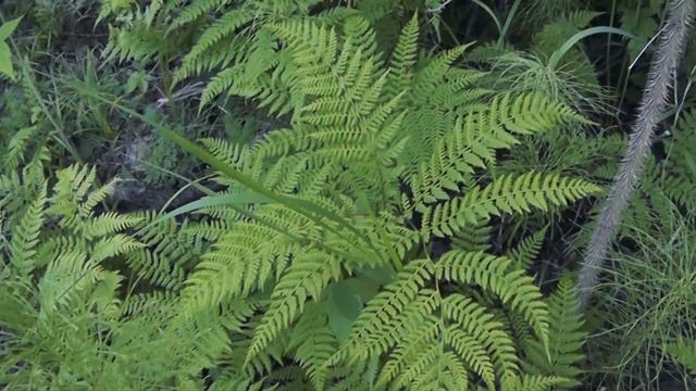 Дальний Восток глазами туристов Хабаровск Амгунь