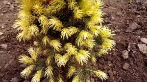 Ель канадская Daisy's White / Дейзи Вайт