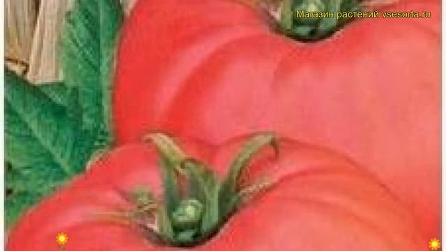 Томат обыкновенный Чудо Земли. Краткий обзор, описание характеристик, где купить семена смотреть онлайн