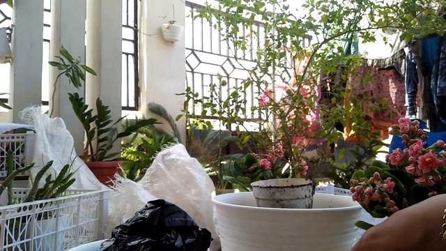 Menanam Kalanchoe Caladiva | Repotting смотреть онлайн