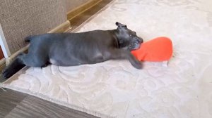 Кане Корсо щенок 2 месяца! Первая неделя жизни в новой семье!