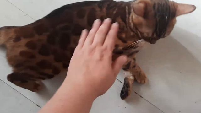Романтичное настроение 🥰🥰🥰. Кися хочет замуж. Как проходит течка убенгальской кошки. смотреть онлайн