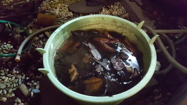 Blackwater Biotope Guide Part 2 смотреть онлайн
