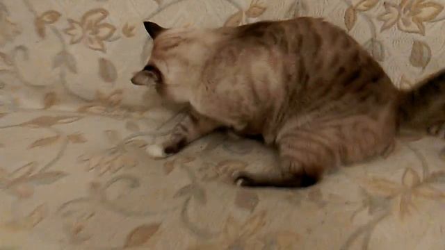 Котики красавчики, вперед засранцы! | Cats are handsome, forward piggy-wiggy! смотреть онлайн