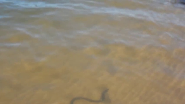 Змейка смотреть онлайн