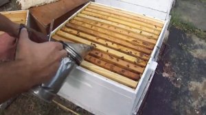 Две матки в одном улье.