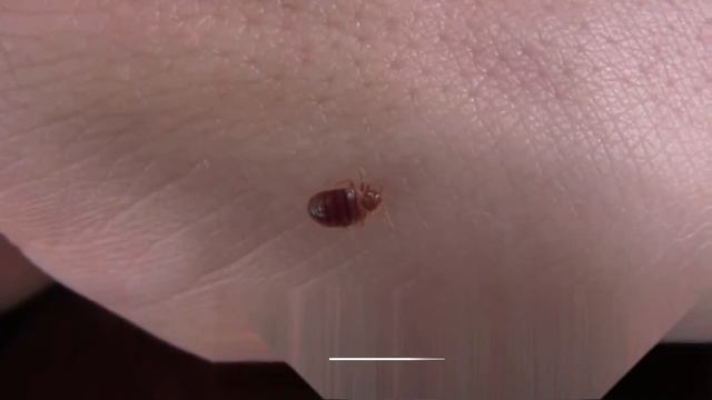 Строительный Квест