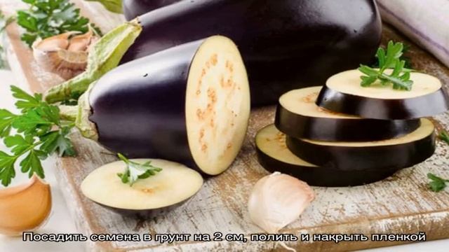 Уход и выращивание растений в открытом грунте