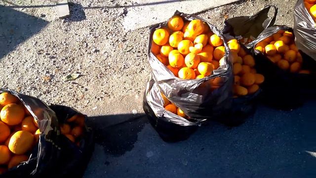 Мандариновый хайп! смотреть онлайн