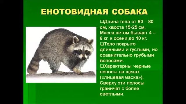 животные волгоградской области смотреть онлайн