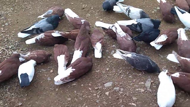 Николаевские голуби. Арсеньев Приморский край смотреть онлайн