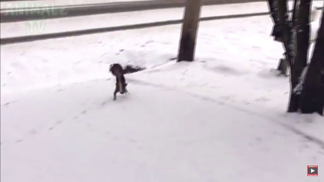 смешные животные смотреть онлайн