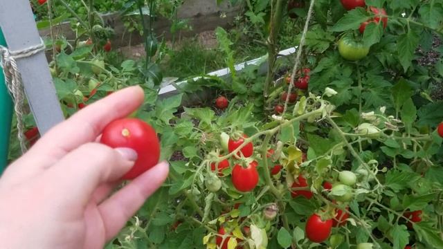 Томат Рома / Roma Tomatoes
