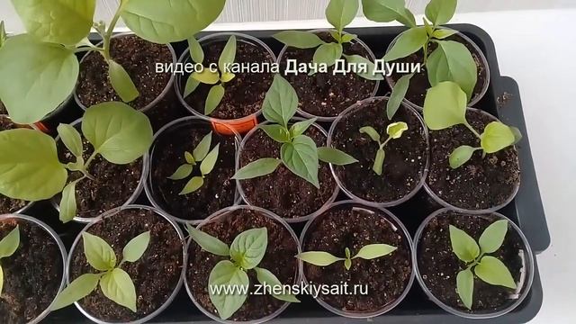 Недостаток АЗОТА: отчего, как понять и что делать???? смотреть онлайн