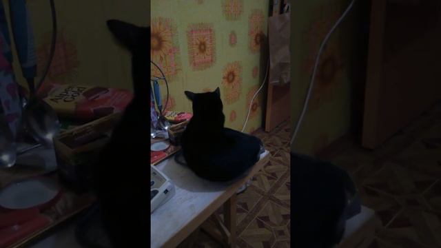 Кошка пытается залеслесть в сумку смотреть онлайн