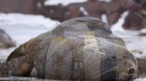 ✅Кусто в Антарктиде нашёл тоннель в другие земли. И потерял часть команды. часть 2.