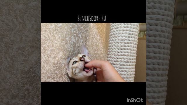 Снежная бенгальская девочка 🥰