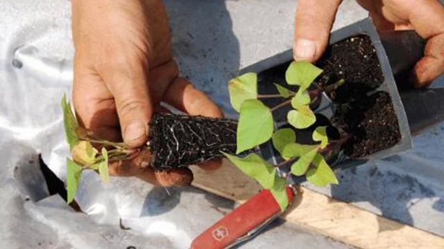 Выращивание сладкого картофеля батата в средней полосе смотреть онлайн