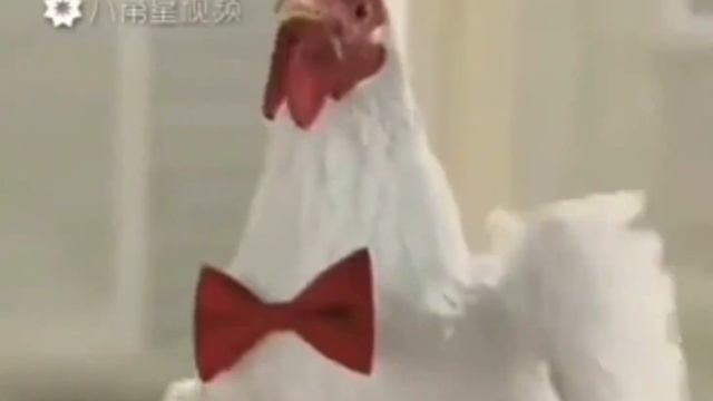 Песня куриц наоборот смотреть онлайн