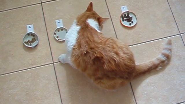 Эксперимент с сухим кормом для кошек смотреть онлайн