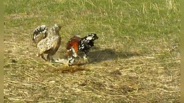 Алтайская #бентамка Altai #Bantam #Altai_Bantam #Chickens смотреть онлайн