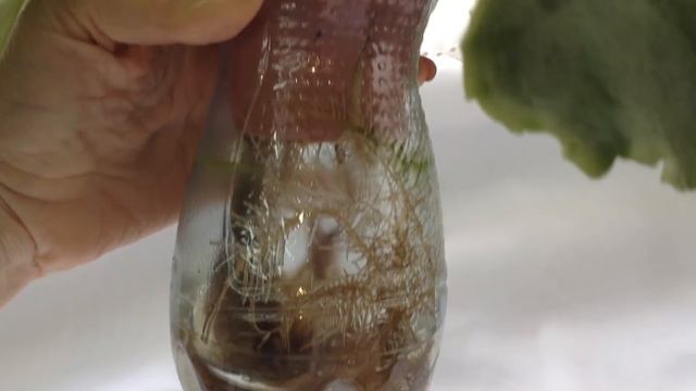 Как часто пересаживать фиалки,чтобы они цвели пышно? смотреть онлайн