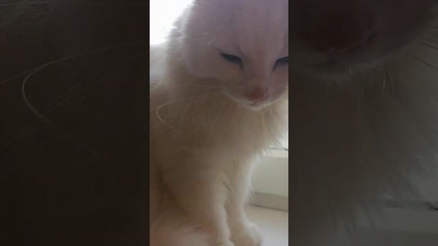 ?Мурлыка!! Маленький тигр!! Как они это делают!? ? смотреть онлайн