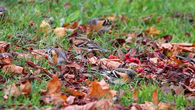 Юрки на рябине. Fringilla montifringilla. Птицы Беларуси. смотреть онлайн